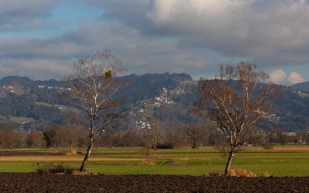 Lauteracherried im Jänner 53